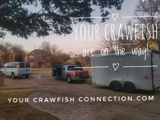 Your Crawfish Connection