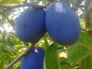 Bashista Orchards