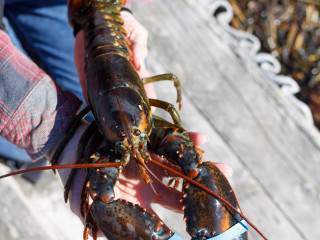 Crabby Lobster Seafood Llc