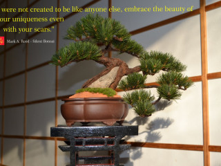 Bonsai China Art