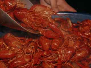 Buster's Live Crawfish