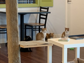 Papa’s Cat Café