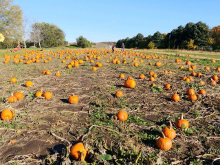 Emma Krumbee's Orchard