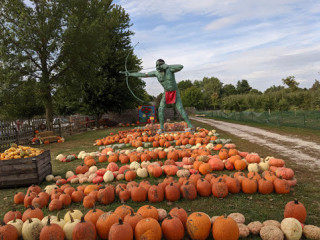 Curtis Orchard Pumpk