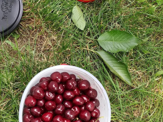 U Pick Flathead Cherries