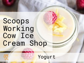 Scoops Working Cow Ice Cream Shop And Yogurt Shop