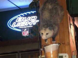 Pickled Possum