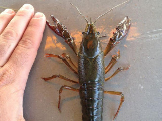 Sonnier's Crawfish Pot