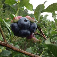Backwoods Blueberries