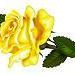 Yellow Rose Cakery, Llc