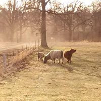 Highway H Highland Cattle Ranch