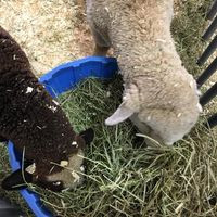 Caribou County Fair Prca Rodeo