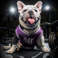 Flex Fitness